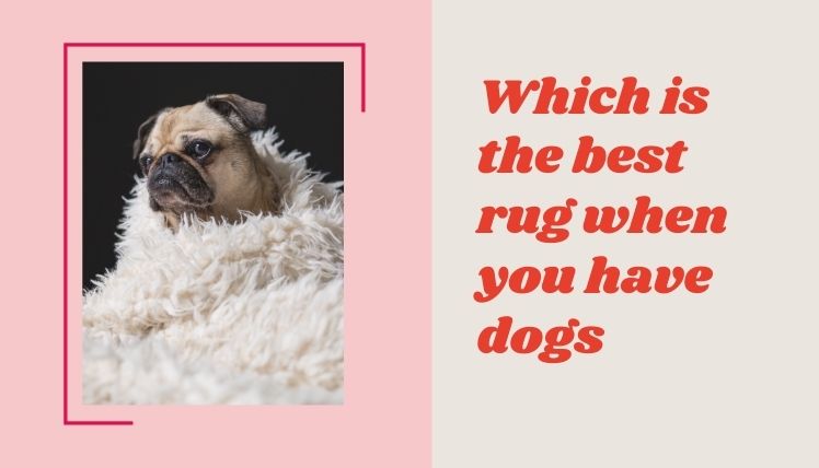 Which Is The Best Rug When You Have Dogs
