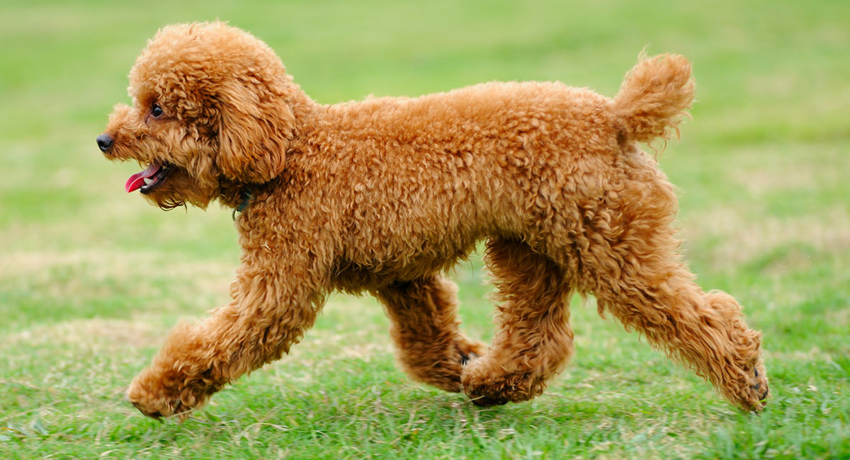 Afghan Hound vs Poodle Comparison Differences in Appearance and Personality