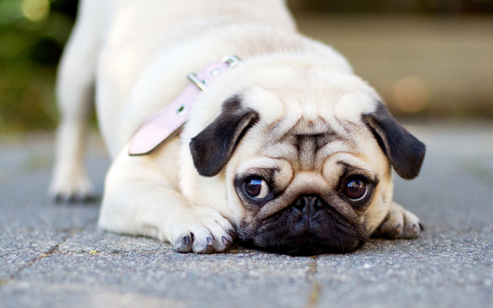 Top 5 Adorable Pug Dog Moments That Will Melt Your Heart