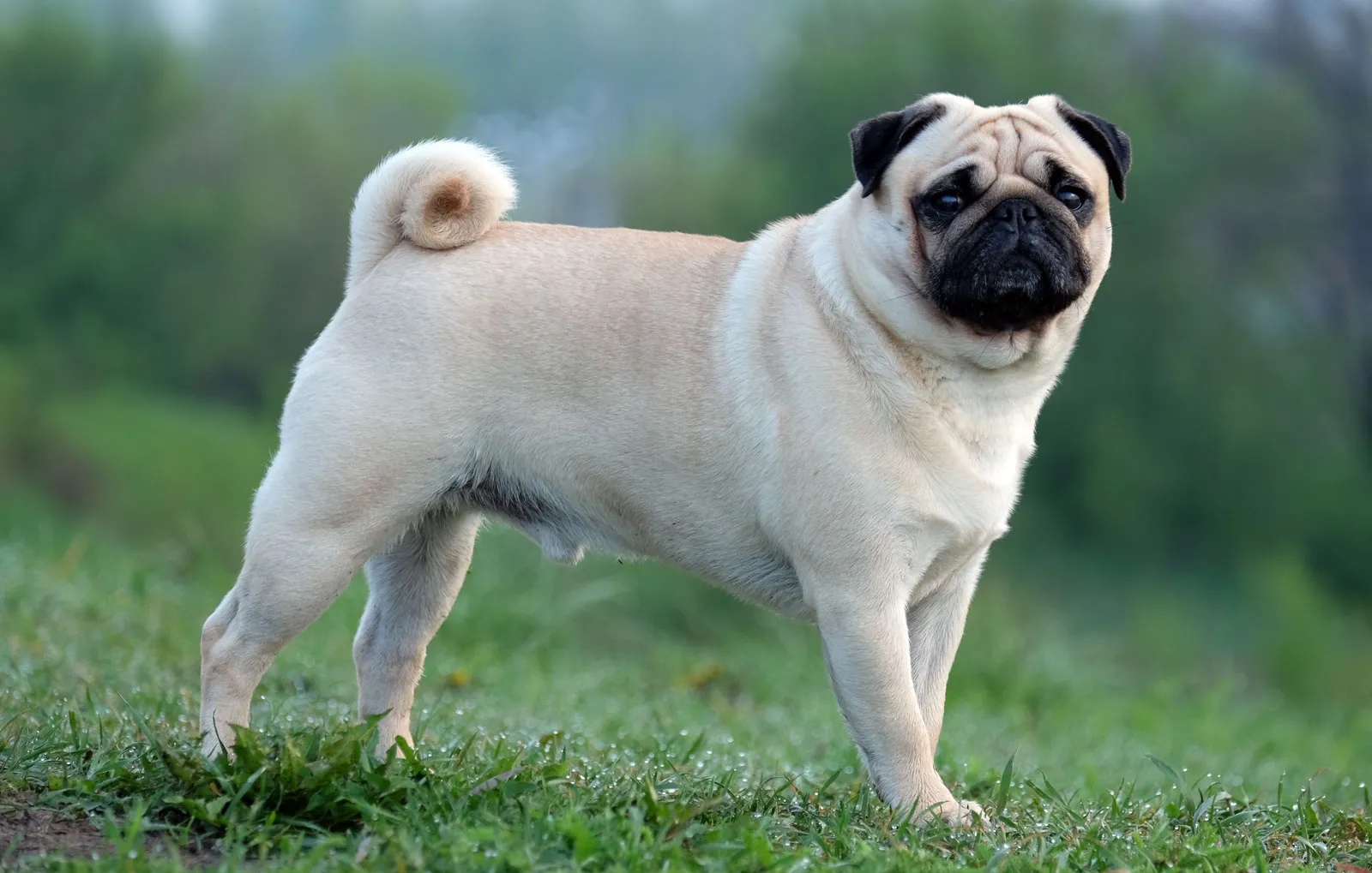 Top 5 Adorable Pug Dog Moments That Will Melt Your Heart