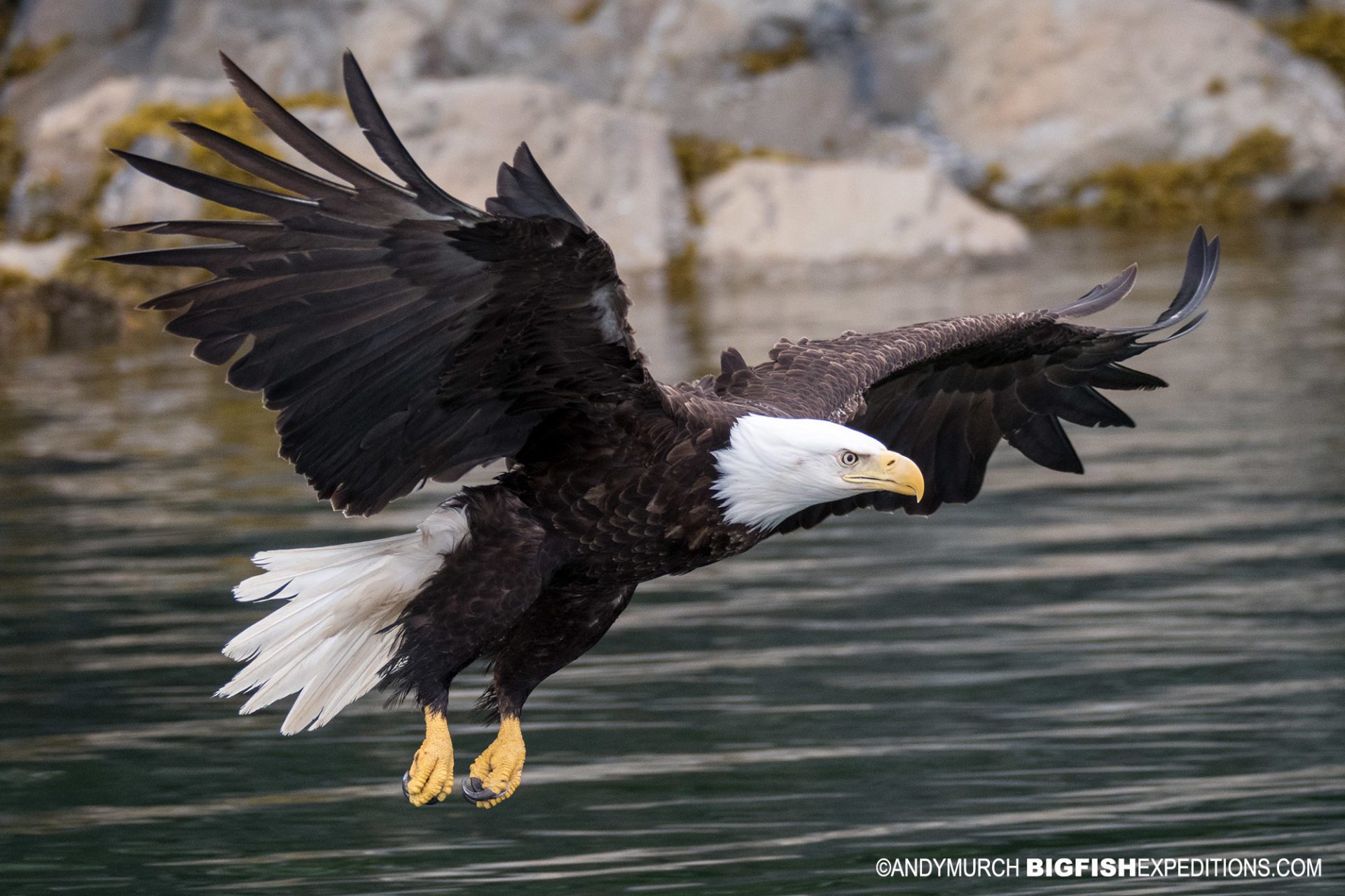 8 Iconic Symbols of the United States: Exploring Their Profound Meanings